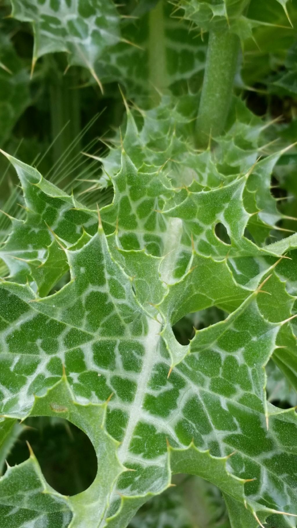 Silybum marianum (Asteraceae)